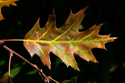 Quercus palustris - dub bahenní - list podzim